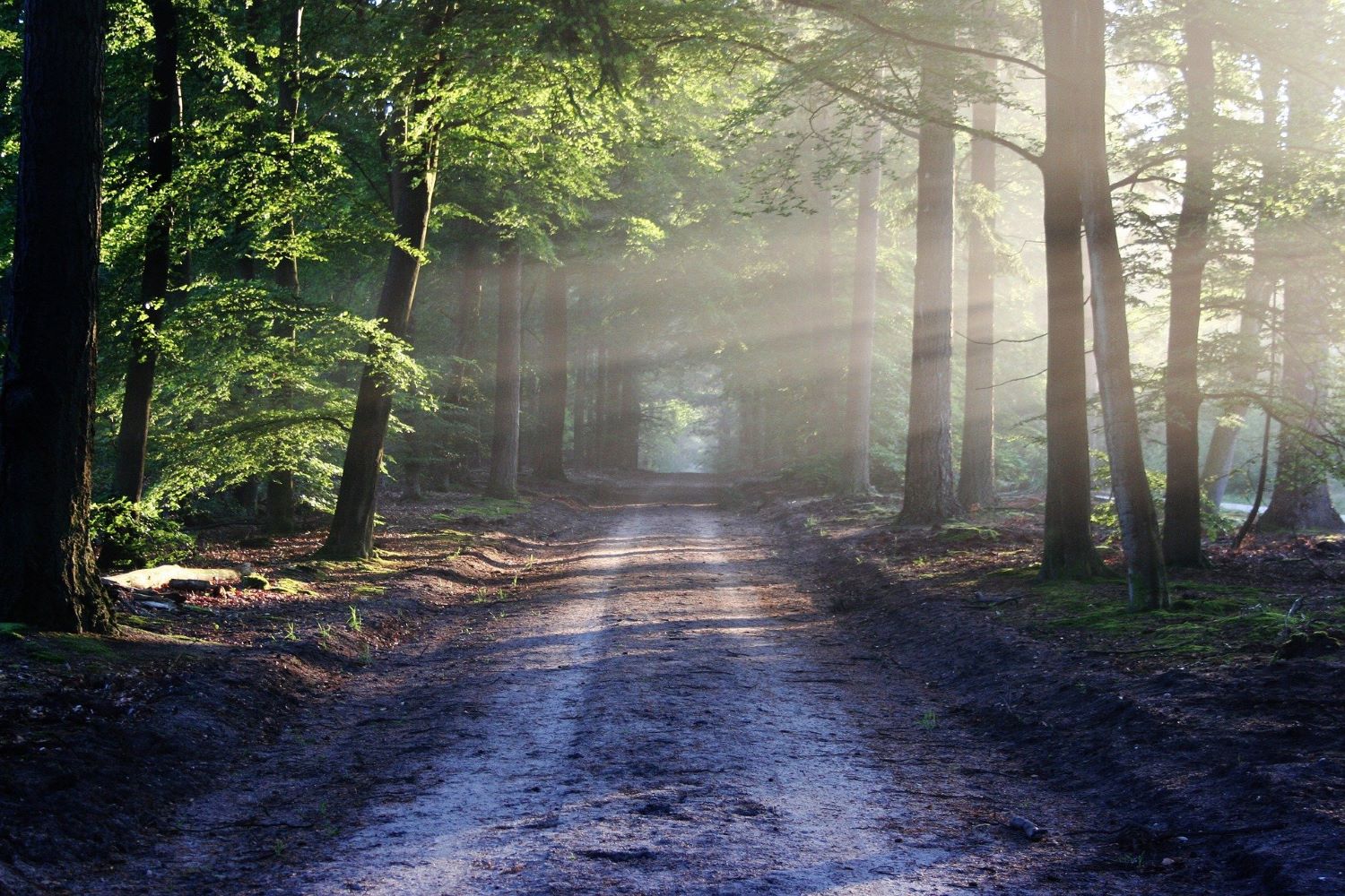 Défense des chemins ruraux
